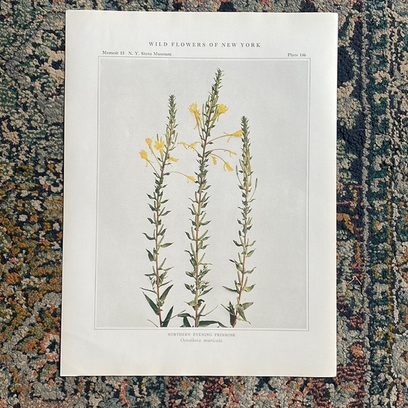 Antique Botanical Plant Print Original over 100 years old Vintage Prim rose - Picture 1 of 6